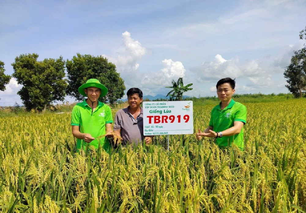 Des variétés de riz de ThaiBinh Seed sont largement cultivées dans de nombreuses localités du pays. Photo : NDEL. riz-thai-binh.jpg