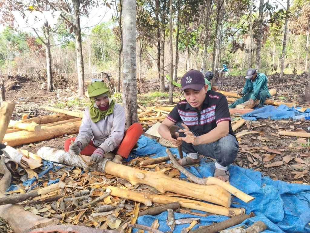 Dinh Le Tuan Anh explique aux gens comment éplucher correctement la cannelle. Photo : VOV. dinh-le-tuan-anh.jpg