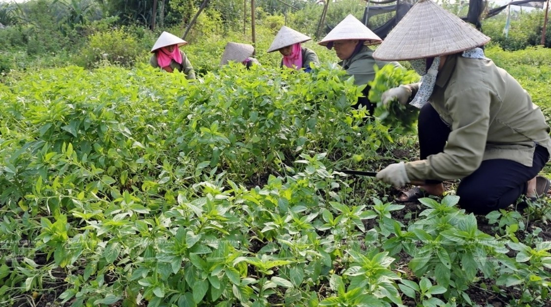 Récolte des plantes médicinales de la Coopérative de production et de transformation de plantes médicinales de Sinh Duoc, à Ninh Binh. Photo : VNP.