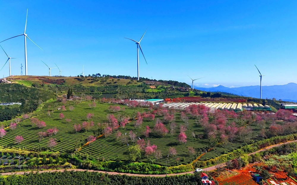 Les premiers cerisiers en fleurs transforment les collines en tableaux aux teintes rosées. 