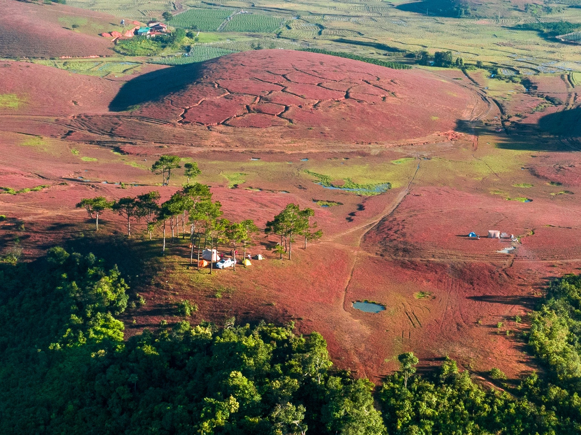 Les herbes roses dominent l'immensité du paysage.