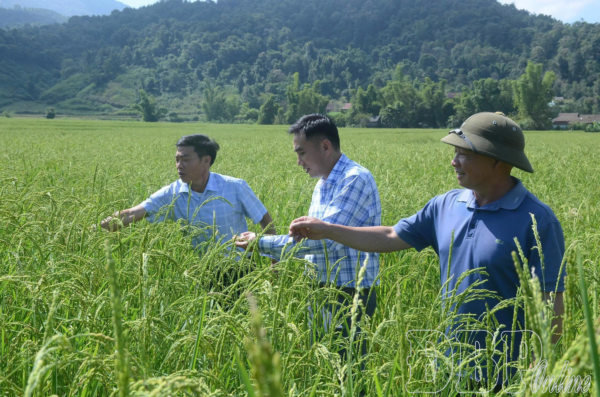 Des représentants officiels et des habitants inspectent le modèle de restauration de la variété de riz gluant de Muong Phang pour la récolte de 2025. Photo : baodienbienphu.