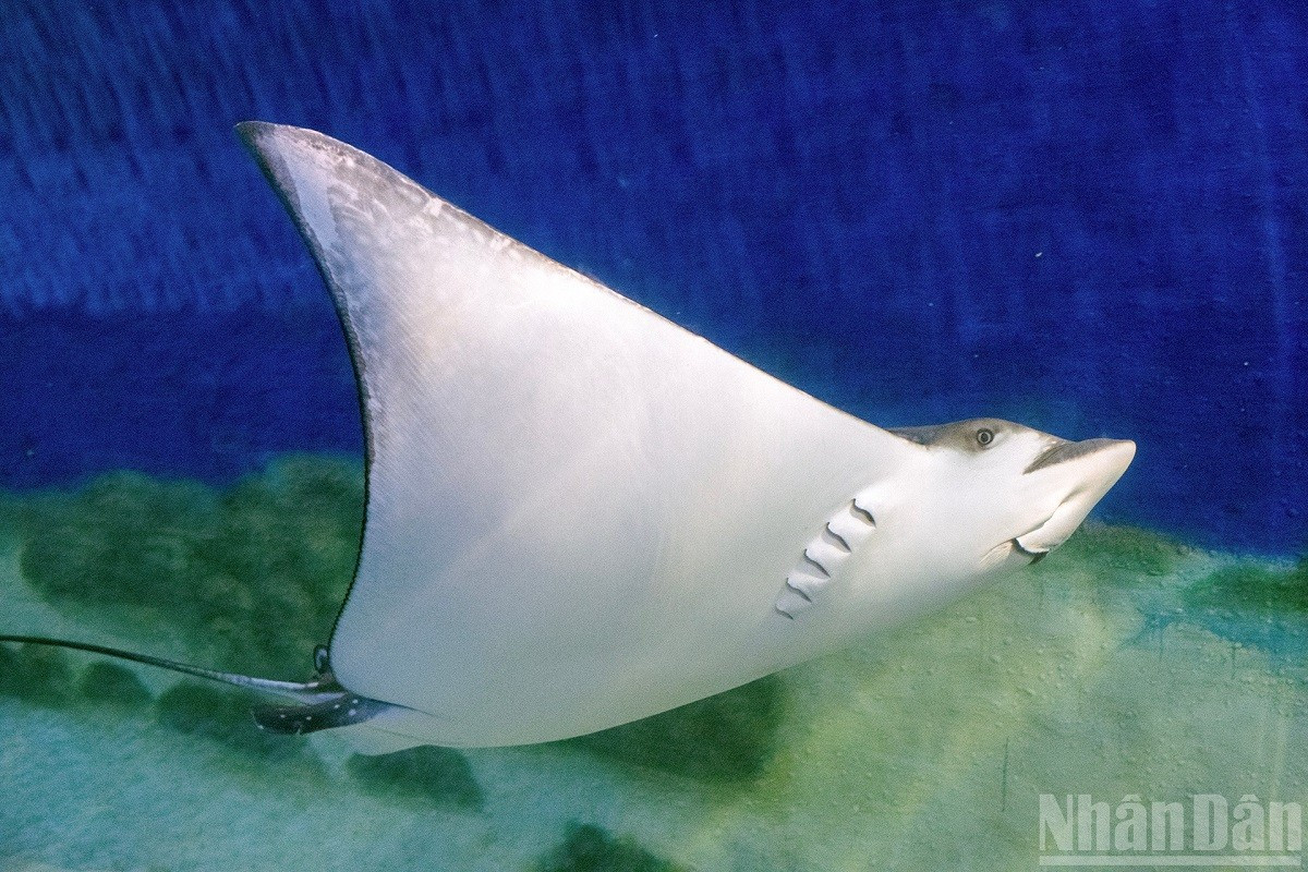 Une raie léopard (Aetobatus narinari) déploie ses nageoires majestueuses dans l'aquarium. ca-duoi.jpg