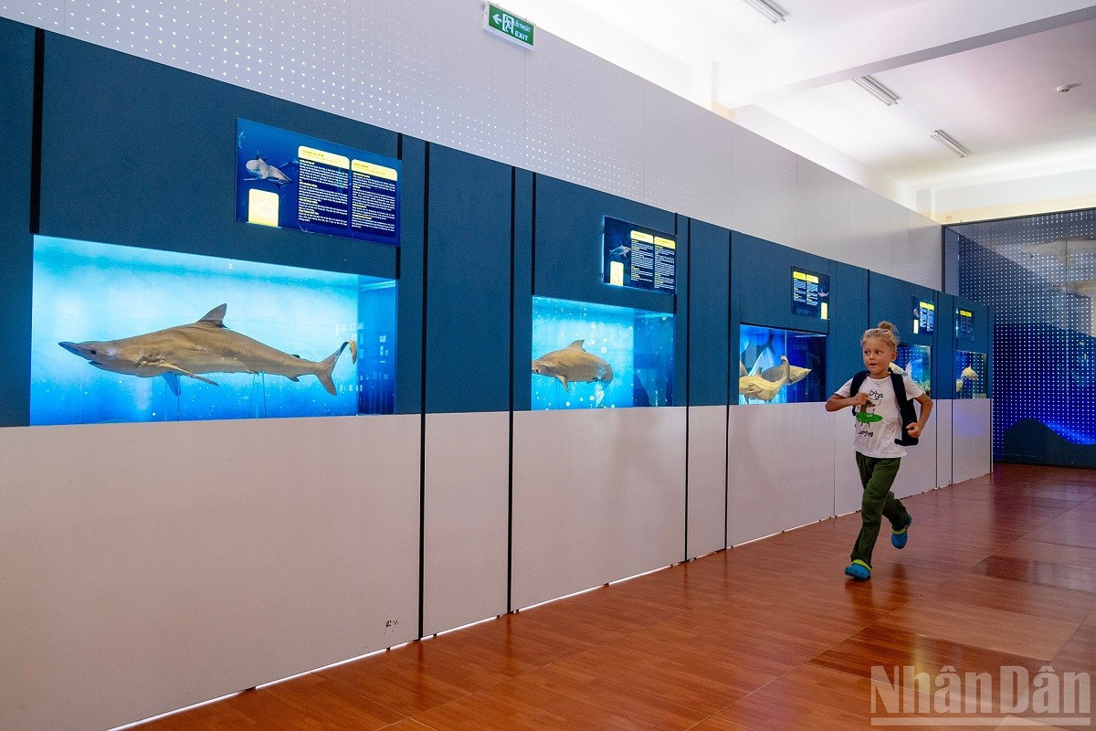 Un enfant regarde avec enthousiasme l'espace d'exposition des requins. musee-500000-visiteurs.jpg
