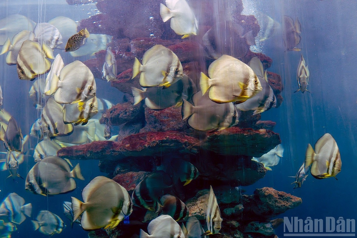 Les aquariums en verre recréent des écosystèmes marins naturels, permettant l’observation de nombreuses espèces tropicales colorées et améliorant l’expérience immersive des visiteurs. be-kinh.jpg