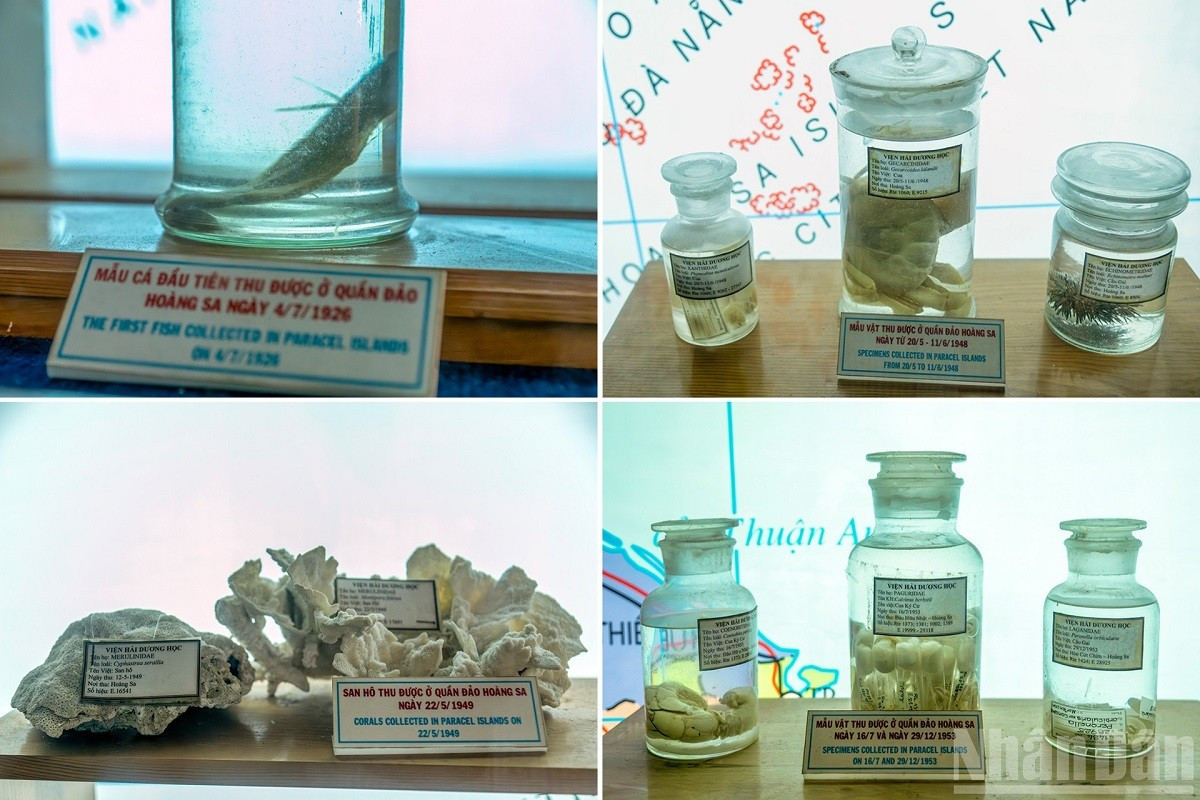 Une salle met en valeur les ressources marines des archipels de Hoang Sa (Paracels) et Truong Sa (Spratleys), avec de nombreux échantillons collectés entre 1926 et 1953 comme poissons, coraux, mollusques… mau-hs-ts-1926-1953.jpg