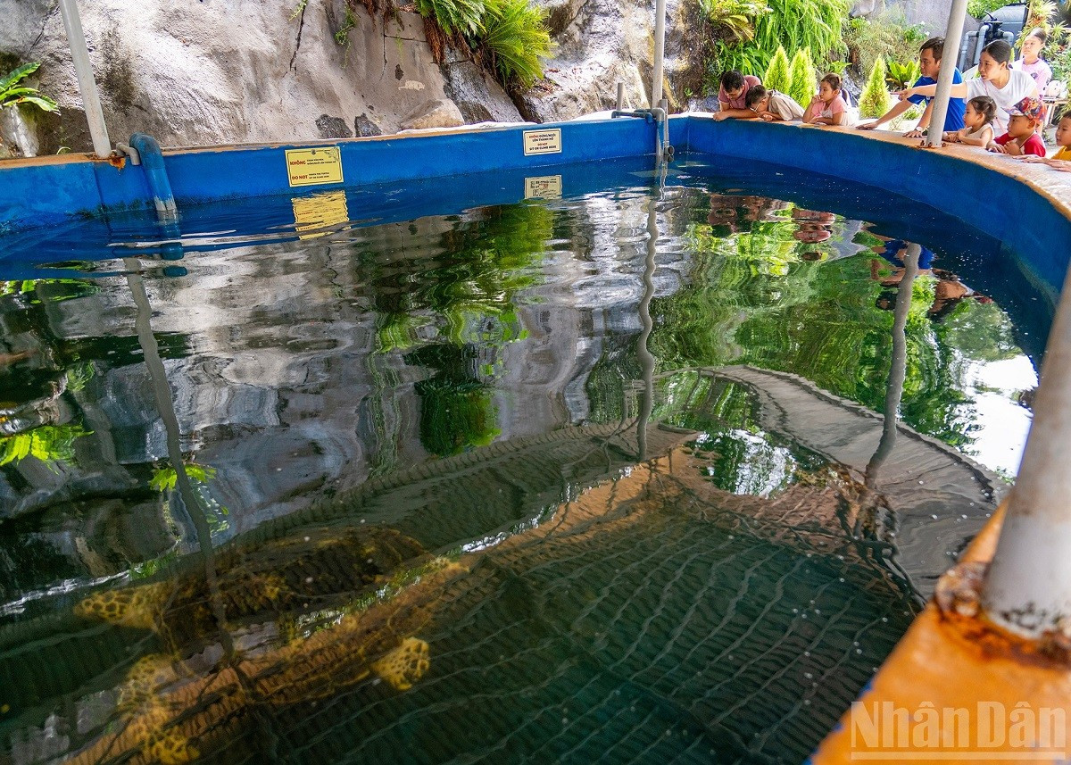 À l’extérieur, des bassins à ciel ouvert accueillent de grandes espèces marines, telles que les tortues de mer, soignées dans un environnement semi-naturel. bassin-a-ciel.jpg