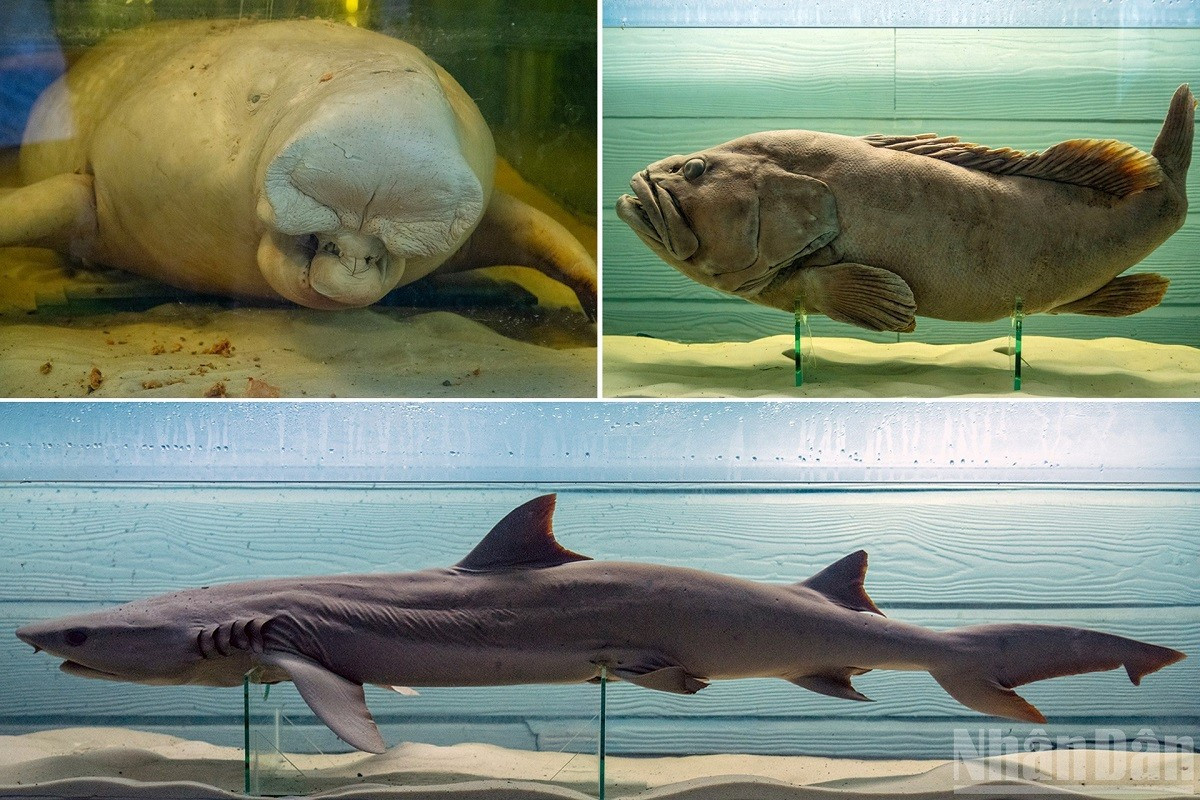 Le mammifère marin dugong (Dugong dugon), le mérou géant (Epinephelus lanceolatus) et le requin griset (Hexanchus griseus). dugong.jpg