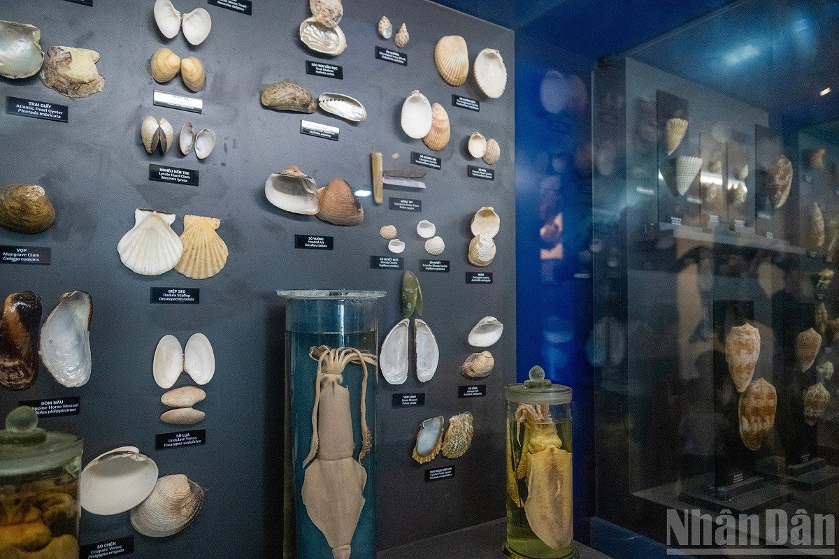 L’espace dédié aux invertébrés marins présente une riche collection de mollusques caractéristiques de la Mer Orientale. musee-molusque.jpg