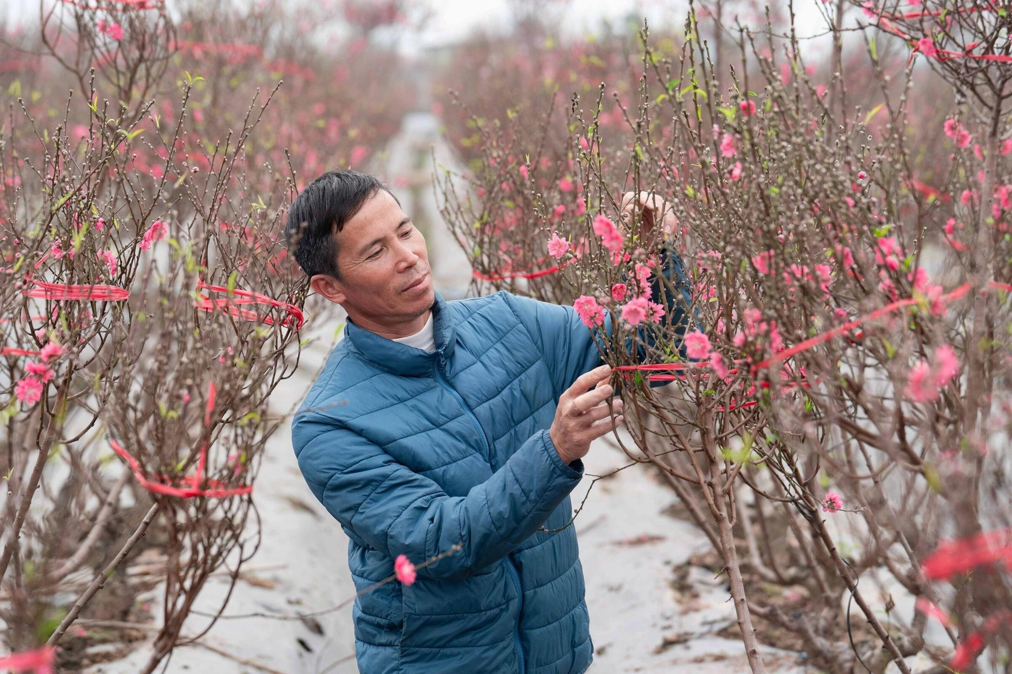 Hong Ha en fleurs : les pêchers prêts pour le Têt