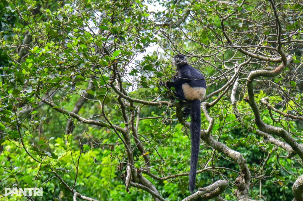 De l’abri provisoire à l’épreuve de survie des primates au parc national de Cuc Phuong