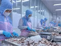 Transformation de poulpes destinés à l’exportation vers le marché japonais au sein de l’entreprise Huy Nam, dans la province d’An Giang. Photo : VNA.