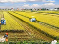 Les terres agricoles de Thai Binh, aujourd’hui rattachées à la province de Hung Yen, ambitionnent de devenir un centre majeur de production agricole du delta du fleuve Rouge. (Photo : baochinhphu.vn)