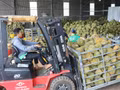 Des durians sont rassemblés dans un entrepôt appartenant à une entreprise du quartier de Dong Gia Nghia (province de Lam Dong) pour être triés avant d'être distribués sur le marché. Photo : VNA