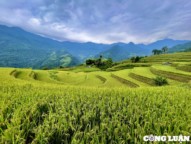 Ce lieu possède également un ancien écosystème forestier qui produit bien d'autres spécialités précieuses des montagnes et des forêts. Photo : congluan.vn Ce lieu possède également un ancien écosystème forestier qui produit bien d'autres spécialités précieuses des montagnes et des forêts. Photo : congluan.vn