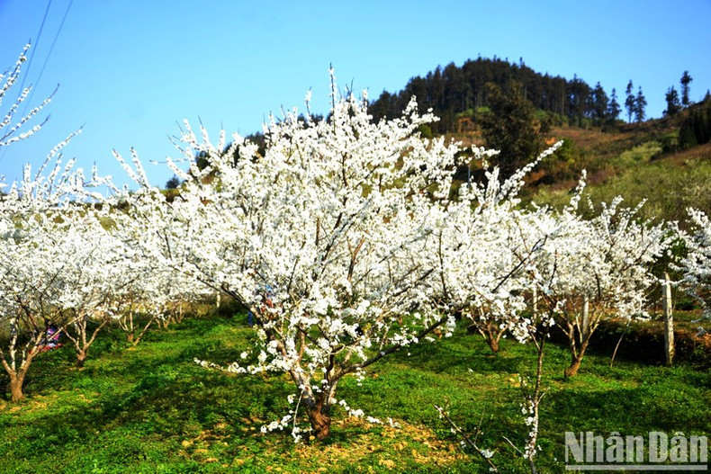 Les fleurs s’épanouissent à travers les collines et les vallées, faisant du plateau un paysage féérique.