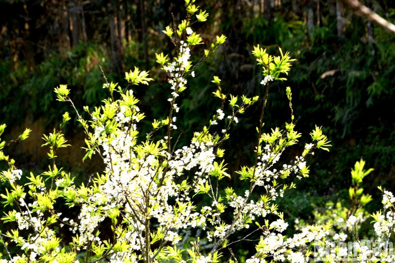 Les fleurs de prunier fleurissent chaque printemps.