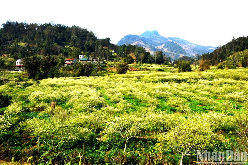 En visitant le plateau de Bac Hà pendant la floraison des fleurs de prunier, les voyageurs ne manqueront pas de s’arrêter dans les communes de Ban Pho, Tà Chai, Na Hoi et Lâu Thi Ngai, qui sont recouvertes du blanc des fleurs de prunier.