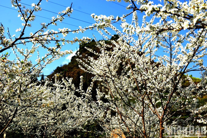 Les visiteurs sont fascinés par le blanc immaculé des fleurs de prunier du plateau de Bac Hà.