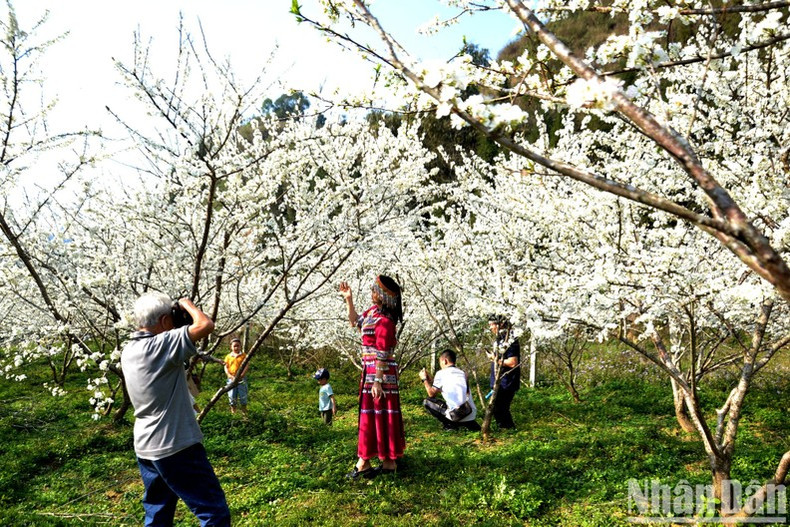 De nombreux touristes viennent sur le plateau de Bac Hà pour admirer les fleurs de prunier de Tam Hoa.