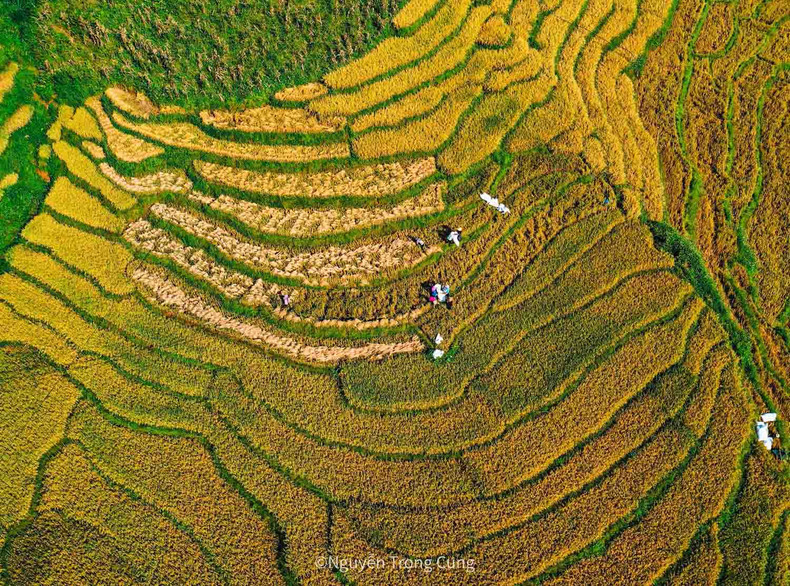 Les habitants locaux récoltent le riz le matin quand il fait frais et brûlent la paille l’après-midi pour préparer les champs pour la récolte de l’année suivante. Les habitants locaux récoltent le riz le matin quand il fait frais et brûlent la paille l’après-midi pour préparer les champs pour la récolte de l’année suivante.