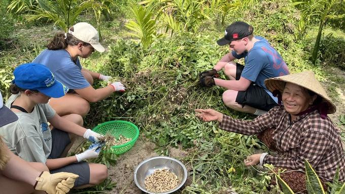 Des étudiants américains aident les habitants de Quang Ngai à récolter des cacahuètes. Photo : sggp.org.vn Des étudiants américains aident les habitants de Quang Ngai à récolter des cacahuètes. Photo : sggp.org.vn