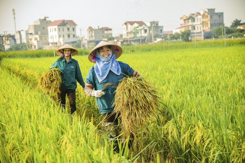 En 2023, la quantité de riz vietnamien exportée vers ce marché a atteint 3,1 millions de tonnes, représentant près de 87 % des importations totales de riz des Philippines. Photo : congthuong.vn