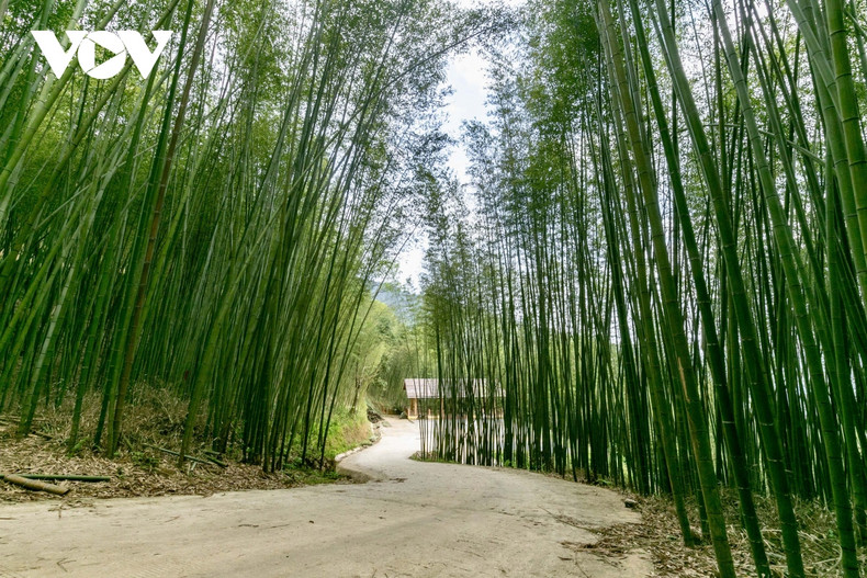 Depuis 2021, le district de Nguyên Binh a mis en œuvre un programme visant à construire des tours à découvrir les plantations de bambou de Ban Phuong dans la région de Phja Oac - Phja Den dans le but à la fois d'exploiter le développement économique et de servir le développement touristique. Depuis 2021, le district de Nguyên Binh a mis en œuvre un programme visant à construire des tours à découvrir les plantations de bambou de Ban Phuong dans la région de Phja Oac - Phja Den dans le but à la fois d'exploiter le développement économique et de servir le développement touristique.