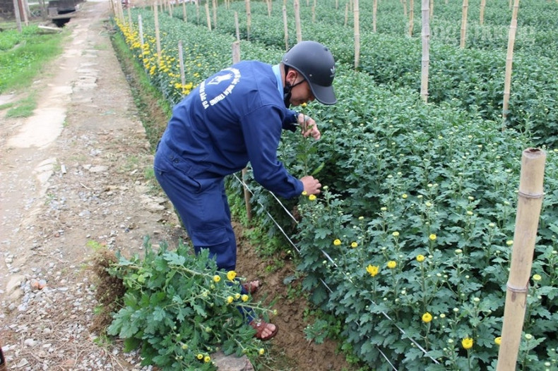 Le chrysanthème jaune est la fleur la plus cultivée à Dông Cuong.