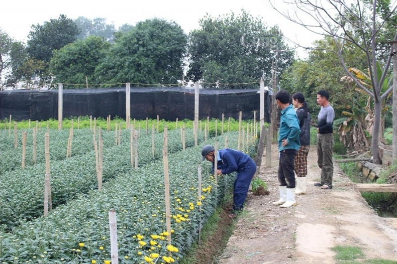 En dehors des techniques de soin, la météo est un facteur décisif pour la qualité des fleurs. Si le temps est ensoleillé et humide, les fleurs éclosent au bon moment.