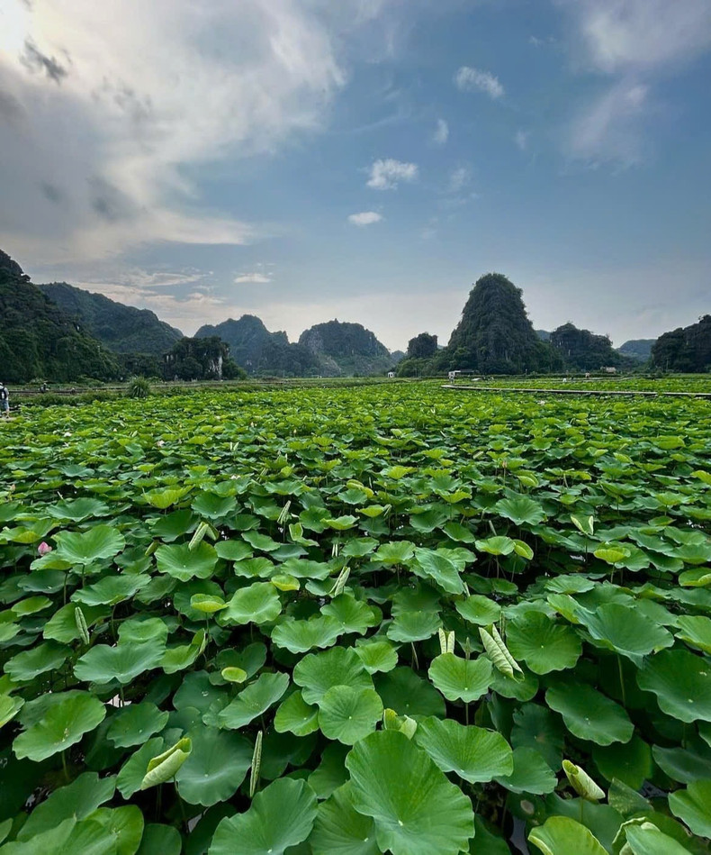 Le lotus de la grotte Mua est vert avec quelques fleurs et se prépare à entrer dans la dernière saison du lotus. Photo : VOV. Le lotus de la grotte Mua est vert avec quelques fleurs et se prépare à entrer dans la dernière saison du lotus. Photo : VOV.