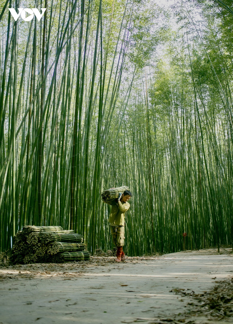 La culture du bambou est un métier important du district de Nguyen Binh. L'ensemble du district compte 17 communes et villes dont 16 communes possèdent des zones de culture du bambou. Les bambous sont exploités et transformés en tables, chaises, nattes de bambou et autres articles ménagers. La culture du bambou est un métier important du district de Nguyen Binh. L'ensemble du district compte 17 communes et villes dont 16 communes possèdent des zones de culture du bambou. Les bambous sont exploités et transformés en tables, chaises, nattes de bambou et autres articles ménagers.