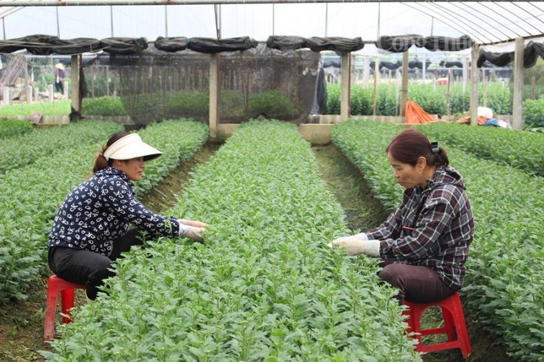 Au début, les gens cultivaient principalement des chrysanthèmes, puis des variétés de fleurs plus diverses ont été cultivées, comme des roses, des glaïeuls, des lys et des plantes ornementales.