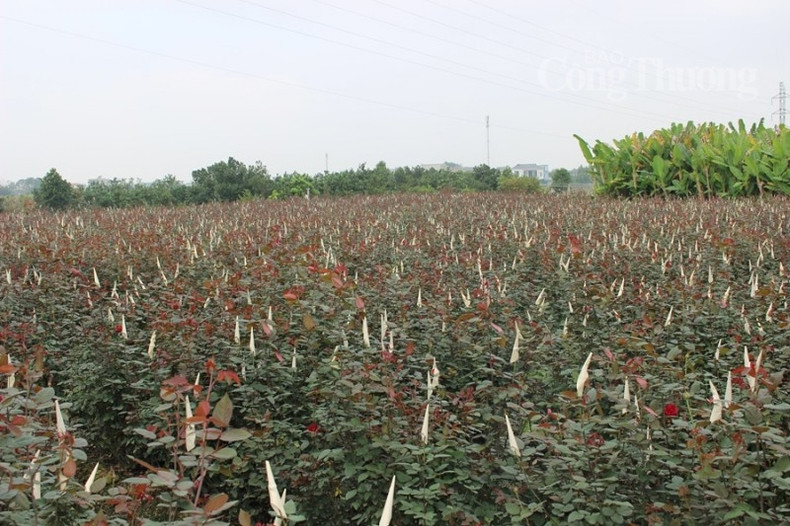 En plus des chrysanthèmes jaunes, les roses commencent également à fleurir.