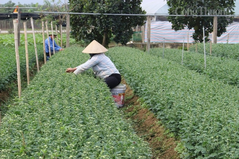 Il y a environ 30 ans, certains ménages du village de Dai Khôi ont commencé à planter des fleurs, puis se sont progressivement étendus aux autres villages de la commune.