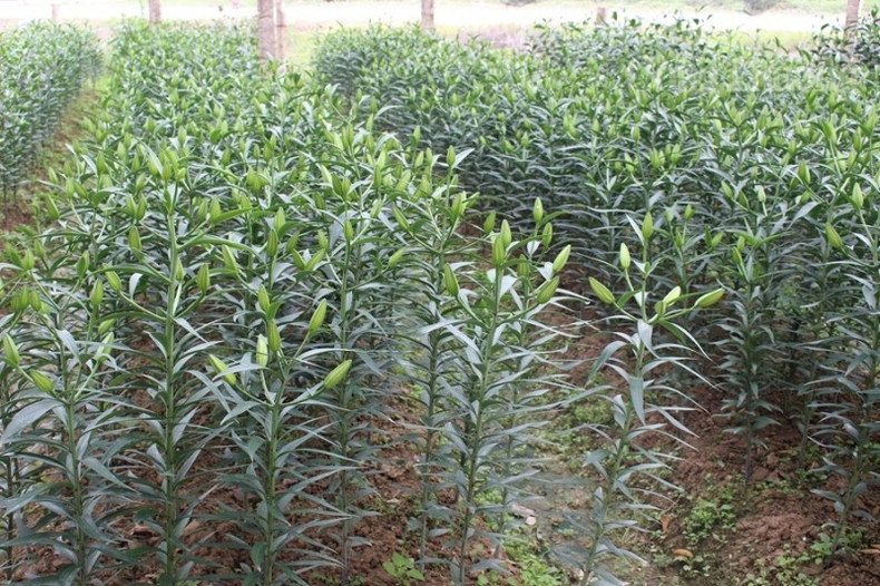 Les lys avant l’éclosion.