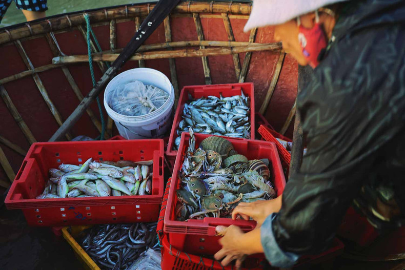 Le marché aux poissons de Tam Tien à Quang Nam ảnh 7 Le marché aux poissons de Tam Tien à Quang Nam ảnh 7
