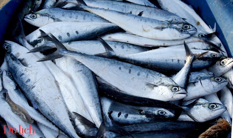 Le marché aux poissons de Tam Tien à Quang Nam ảnh 6 Le marché aux poissons de Tam Tien à Quang Nam ảnh 6