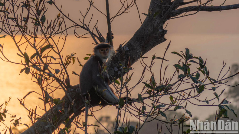 Selon les estimations des autorités, il existe actuellement plus de 1 000 doucs à pattes rouges rares sur la péninsule de Son Tra.
