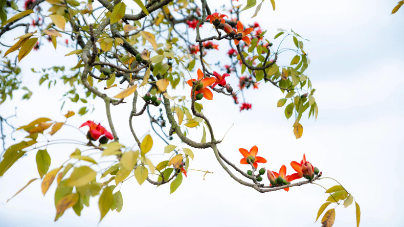 Les fleurs de kapok, également connues sous le nom Moc mien, ont 5 grands pétales rouge vif, avec des tiges jaunes, associées à des images de la campagne, des rivières et des portes du village.