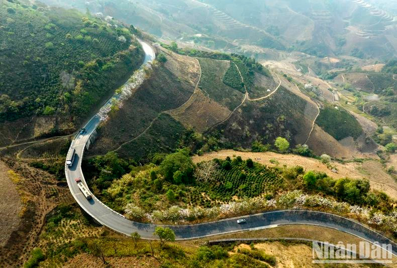 Pour les groupes ethniques du Nord-Ouest, les fleurs de bauhinia qui fleurissent sur les collines et les forêts annoncent un temps favorable et une récolte abondante.