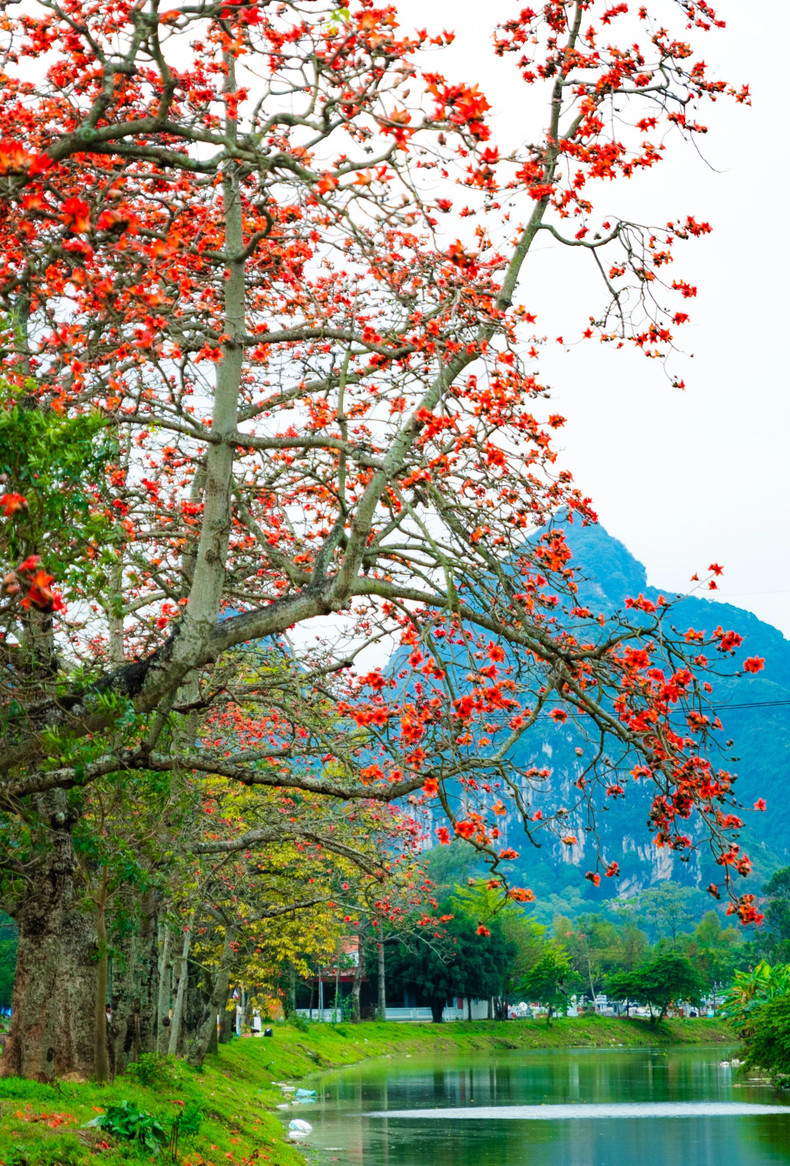 Les kapokiers perdent généralement leurs feuilles à la fin de l'hiver et fleurissent au printemps lorsque le temps se réchauffe. Lorsqu’ils fleurissent, c'est aussi le signe que l'été arrive et que le froid du Nord disparaît peu à peu.