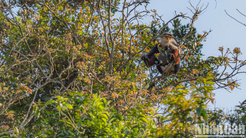 À cette époque, les doucs recherchent souvent des arbres près de la zone routière sur la péninsule de Son Tra. Il suffit d’y prêter attention et les visiteurs pourront facilement les voir.