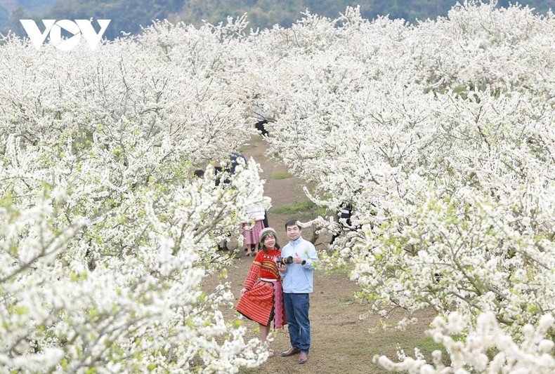 La saison des pruniers en fleurs de cette année est considérée comme la plus belle des 10 dernières années. Photo : VOV La saison des pruniers en fleurs de cette année est considérée comme la plus belle des 10 dernières années. Photo : VOV