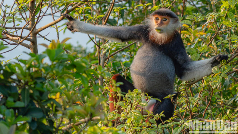 Le douc à pattes rouges est un singe mangeur de feuilles, mais il mange parfois des fruits ou des graines selon la saison.