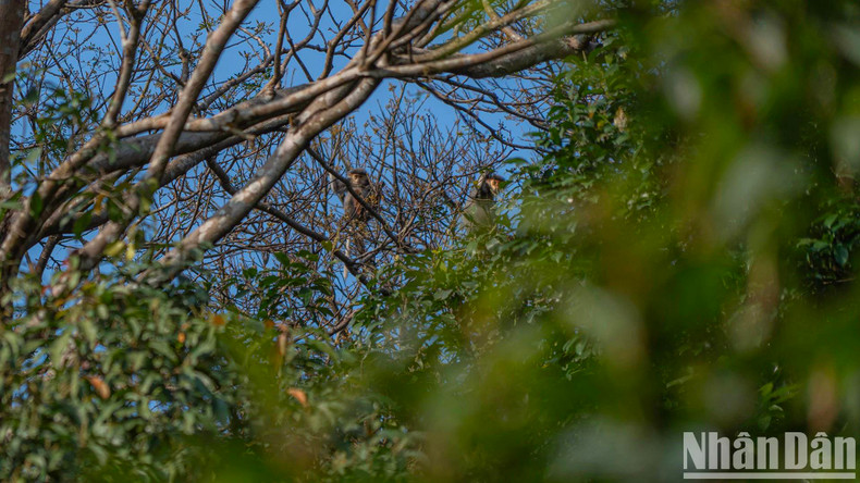 Les doucs à pattes rouges vivent en familles, avec un seul mâle adulte, 2 à 3 femelles et leurs petits.