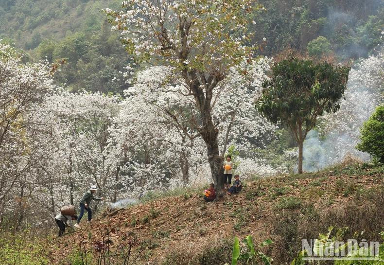 Pour les Thaï de Son La, les fleurs de bauhinia revêtent une signification culturelle et spirituelle