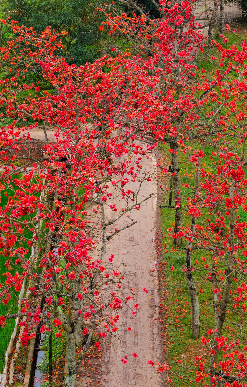 Une autre destination dans la banlieue de Hanoi pour contempler des fleurs de kapokier est la commune d'An My, district de My Duc.