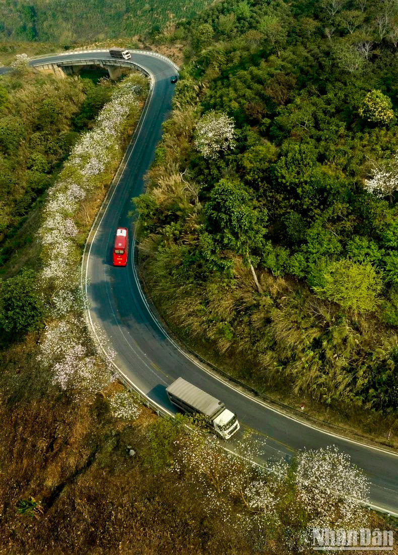 La lumière du soleil du petit matin ajoute une couleur blanche aux fleurs de bauhinia sur le col de Pha Din