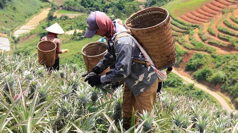 Des H'Mông, commune de Co Ma, district de Thuan Chau, récolte des ananas. Photo : NDEL